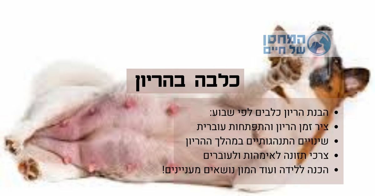 הריון כלבים